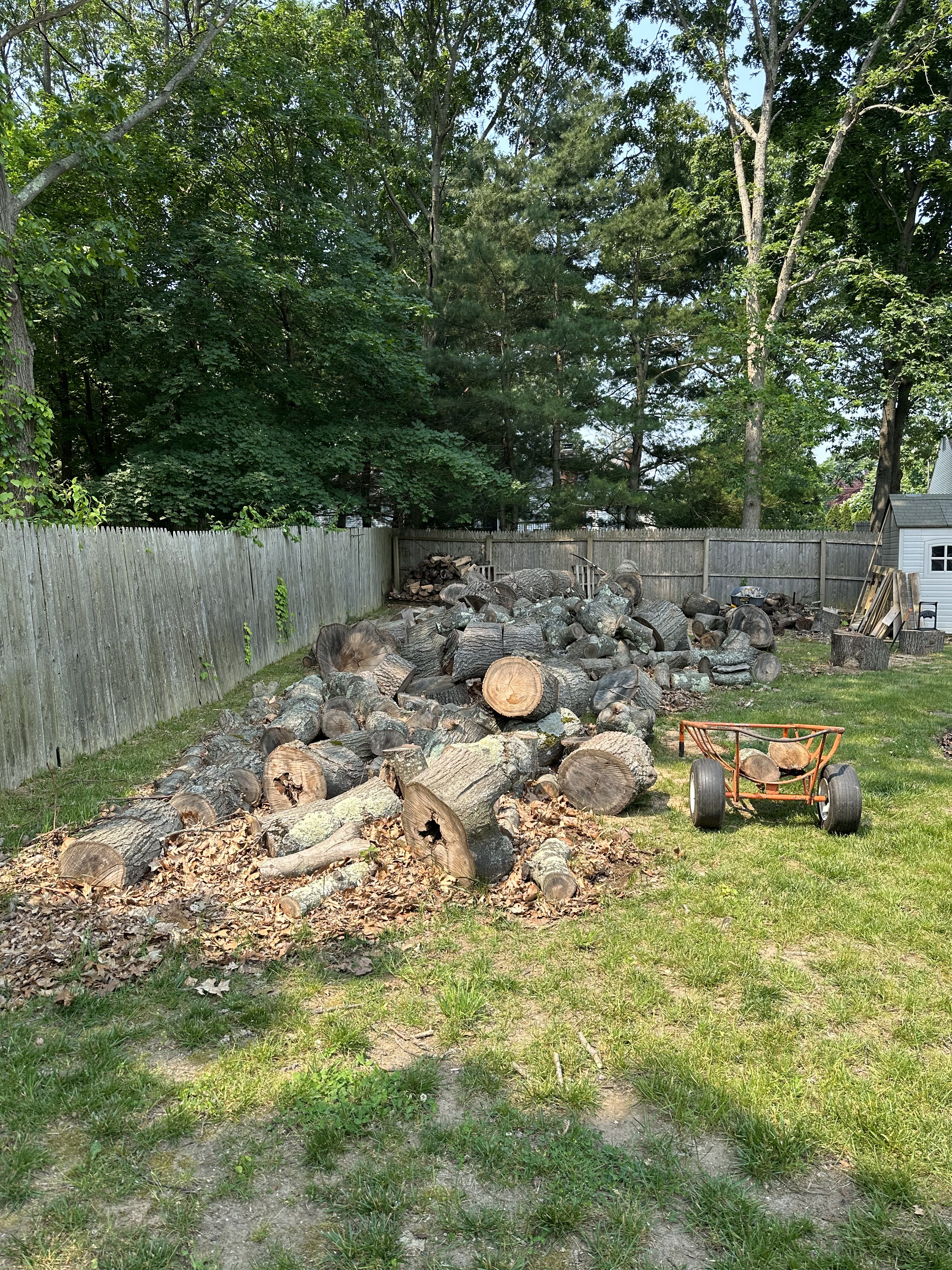 Before — Logs piled in the backyard