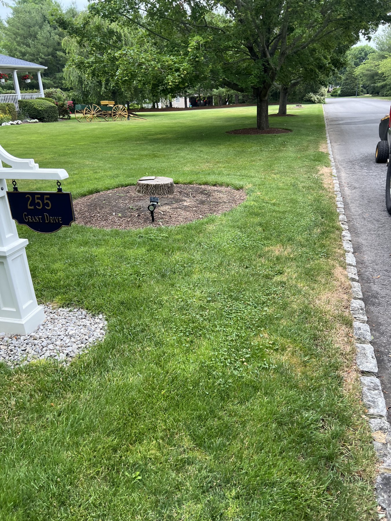 Front yard stump grinding — before